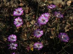Lampranthus elegans