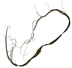 Ulothrix subflaccida