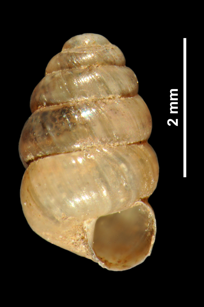 Toothless Chrysalis Snail