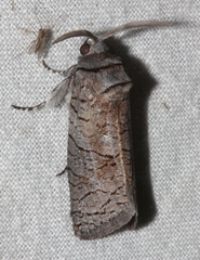 Culama suffusca