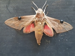 Theretra alecto cretica