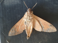 Theretra alecto cretica