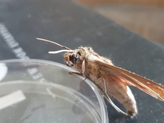 Theretra alecto cretica