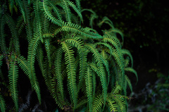 Sticherus squamulosus