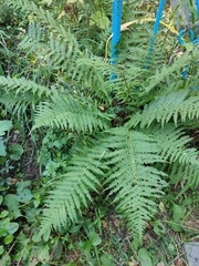 Dryopteris filix-mas