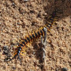 Scolopendra morsitans