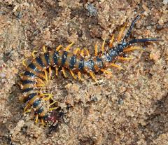 Scolopendra morsitans
