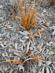 Libertia peregrinans