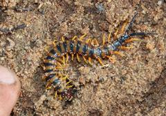 Scolopendra morsitans