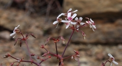 Pelargonium crithmifolium