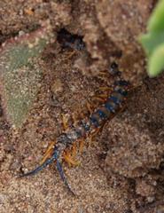 Scolopendra morsitans