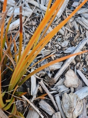 Libertia peregrinans