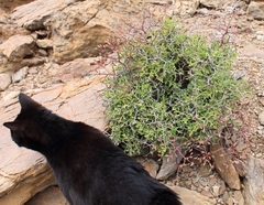 Pelargonium crithmifolium