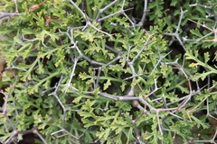 Pelargonium crithmifolium