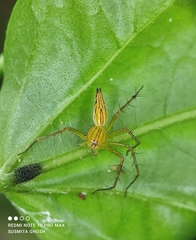 Oxyopes