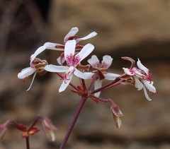 Pelargonium crithmifolium