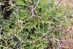 Pelargonium crithmifolium