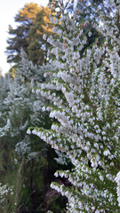 Erica lusitanica
