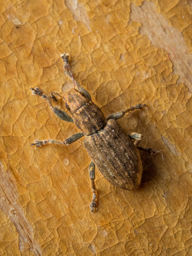 Clover root weevil, photo 5 of 8