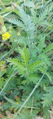 Potentilla conferta