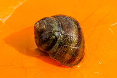 Viviparinae