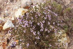 Thymus hyemalis