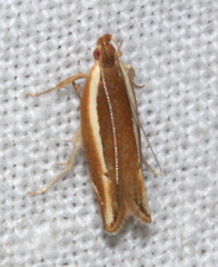 Eutorna eurygramma