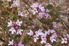 Thymus hyemalis