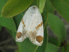 Sphragifera biplagiata