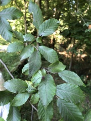 Leiobunum aldrichi