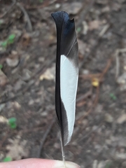 Coccothraustes coccothraustes