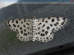 Antipercnia albinigrata