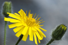 Hieracium humile