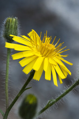 Hieracium humile