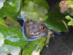 Limnonectes megastomias