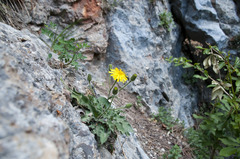 Hieracium humile