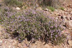 Thymus hyemalis