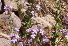 Thymus hyemalis