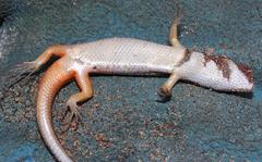 Trachylepis variegata