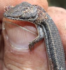 Trachylepis variegata