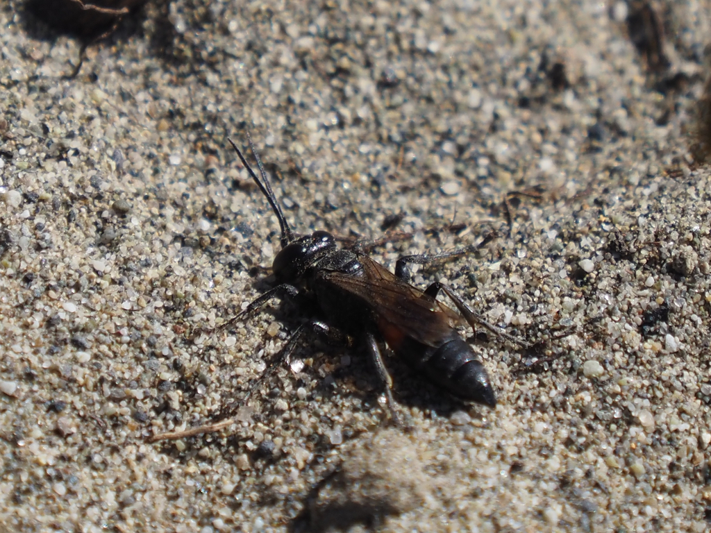 Tachysphex pompiliformis