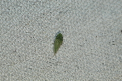 Xerophloea majesta