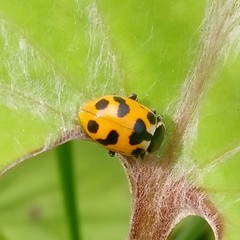 Hippodamia septemmaculata