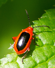 Disonycha discoidea