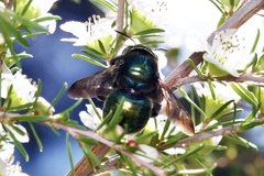 Xylocopa aerata
