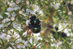 Xylocopa aerata