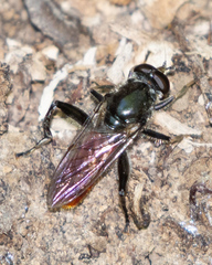 Xylota bicolor