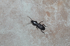 Stenomorphus californicus