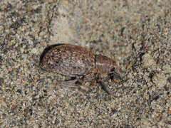 Trichalophus alternatus