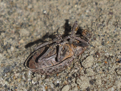 Trichalophus alternatus
